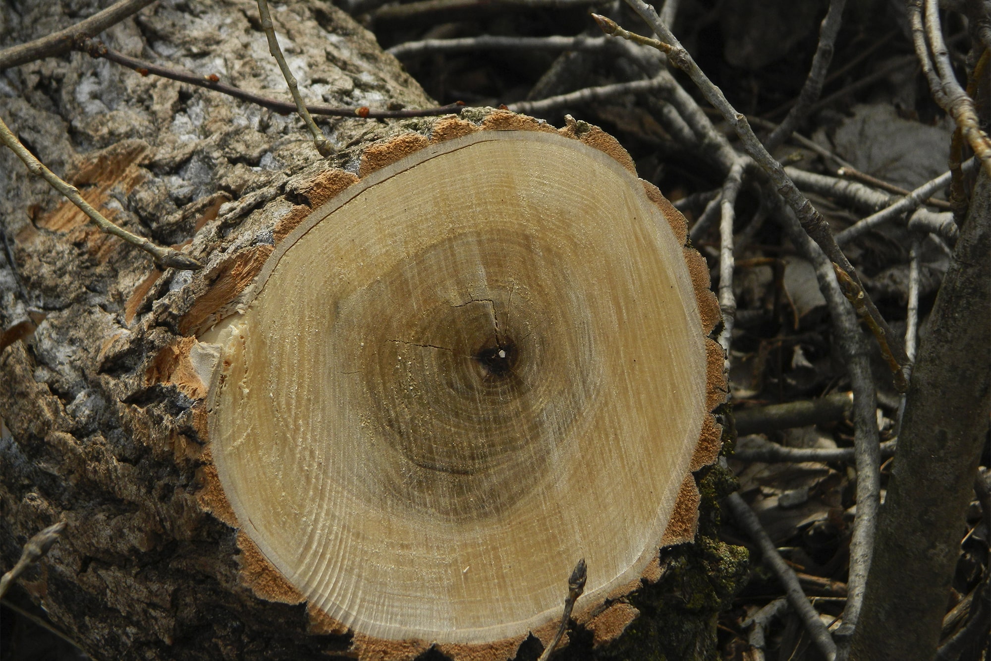 Træ som byggemateriale